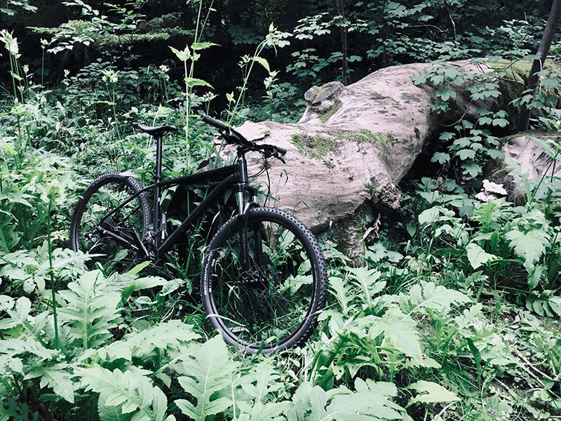 cannondale trail 8 medium