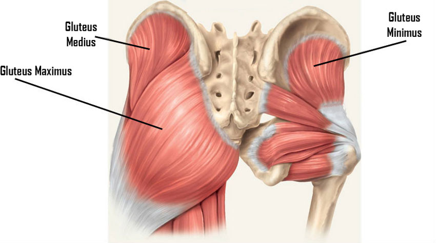 gluteus muscle illustration