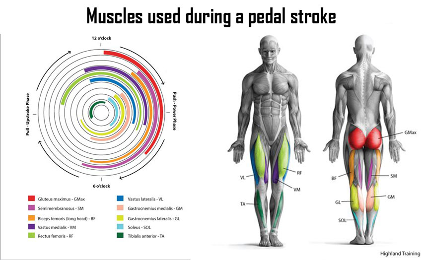 illustration of muscles used during cycling