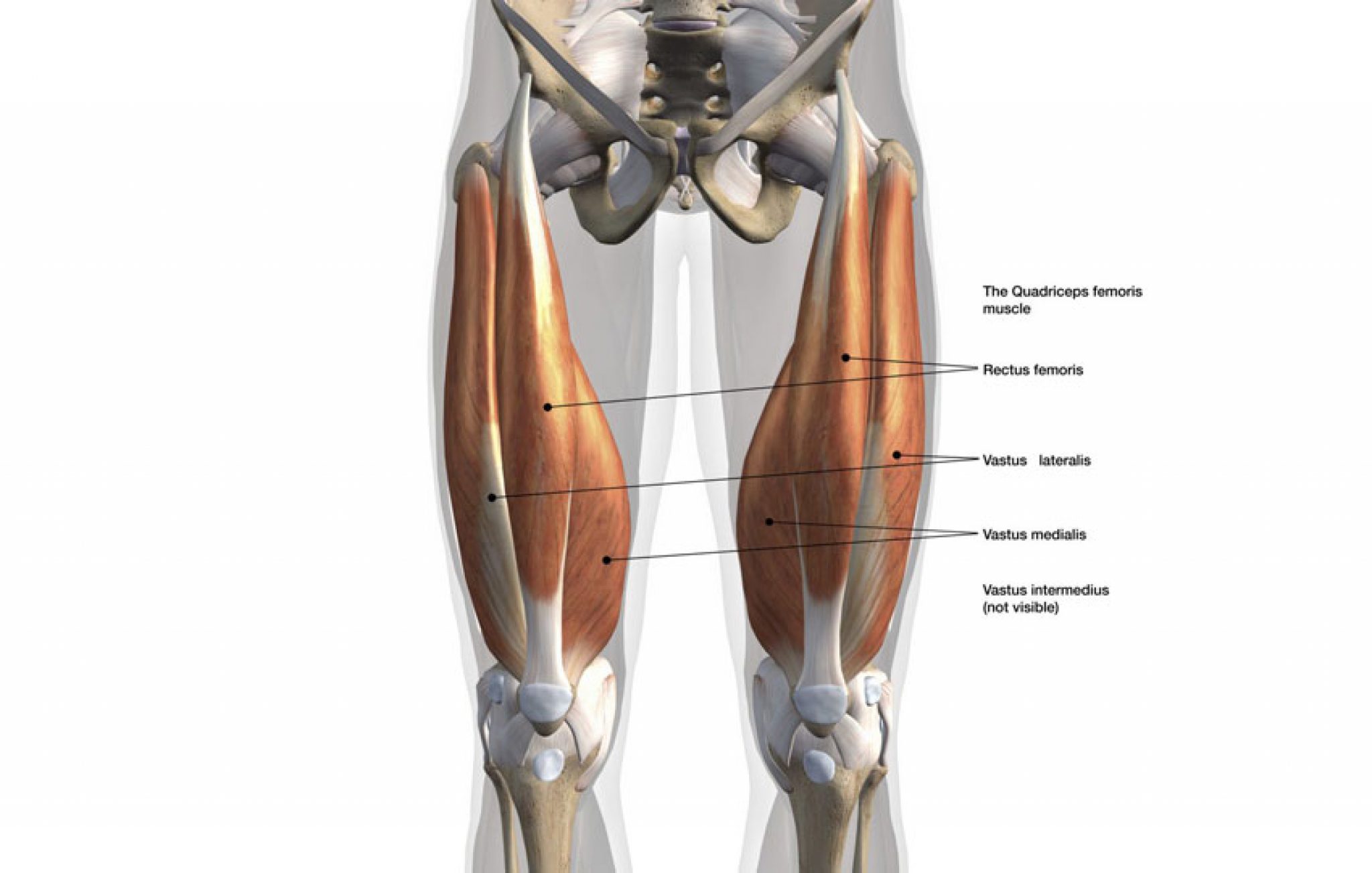 What Muscles Does Cycling Work? Here's How to Maximize Gains