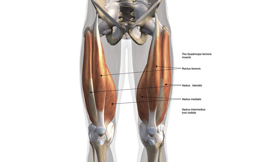 quadriceps muscles